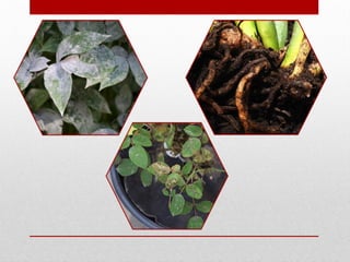 Production technology of Balango (Lallemantia royleana) | PPTX