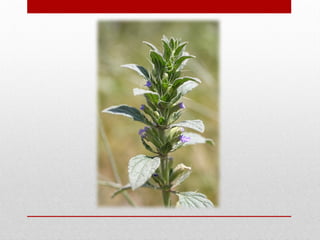 Production technology of Balango (Lallemantia royleana) | PPTX