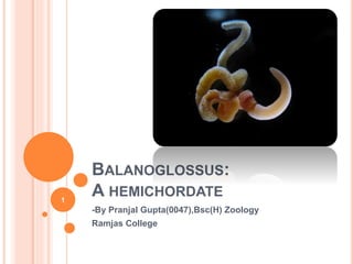 BALANOGLOSSUS:
A HEMICHORDATE
-By Pranjal Gupta(0047),Bsc(H) Zoology
Ramjas College
1
 