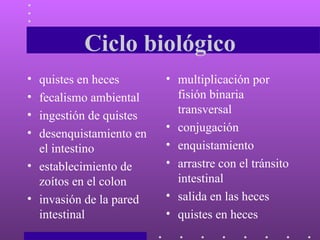 Ciclo biológico quistes en heces  fecalismo ambiental ingestión de quistes  desenquistamiento en el intestino establecimiento de zoítos en el colon  invasión de la pared intestinal multiplicación por fisión binaria transversal  conjugación  enquistamiento arrastre con el tránsito intestinal  salida en las heces  quistes en heces  
