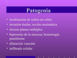 Patogenia localización de zoítos en colon  invasión tisular, acción enzimática úlceras planas múltiples  hiperemia de la mucosa, hemorragia puntiforme dilatación vascular infiltrado celular  