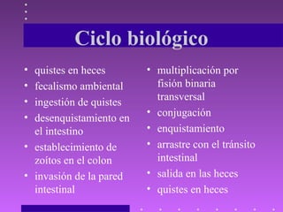 Ciclo biológico
• quistes en heces
• fecalismo ambiental
• ingestión de quistes
• desenquistamiento en
el intestino
• establecimiento de
zoítos en el colon
• invasión de la pared
intestinal
• multiplicación por
fisión binaria
transversal
• conjugación
• enquistamiento
• arrastre con el tránsito
intestinal
• salida en las heces
• quistes en heces
 