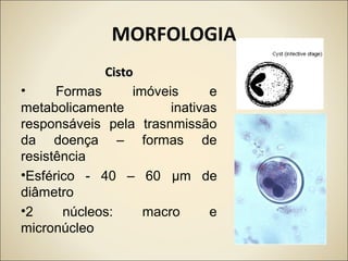 MORFOLOGIA
CistoCisto
• Formas imóveis e
metabolicamente inativas
responsáveis pela trasnmissão
da doença – formas de
resistência
•Esférico - 40 – 60 μm de
diâmetro
•2 núcleos: macro e
micronúcleo
 