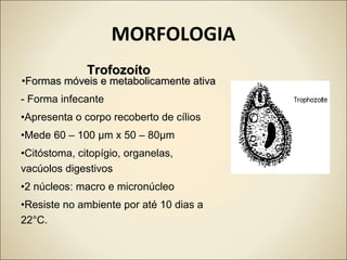 MORFOLOGIA
TrofozoítoTrofozoíto
•Formas móveis e metabolicamente ativaFormas móveis e metabolicamente ativa
- Forma infecante
•Apresenta o corpo recoberto de cílios
•Mede 60 – 100 μm x 50 – 80μm
•Citóstoma, citopígio, organelas,
vacúolos digestivos
•2 núcleos: macro e micronúcleo
•Resiste no ambiente por até 10 dias a
22°C.
 