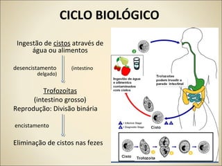 CICLO BIOLÓGICO
Ingestão de cistos através de
água ou alimentos
desencistamento (intestino
delgado)
Trofozoítas
(intestino grosso)
Reprodução: Divisão binária
encistamento
Eliminação de cistos nas fezes
 
