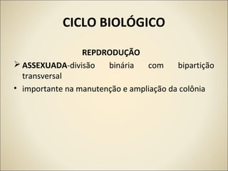 CICLO BIOLÓGICO
REPDRODUÇÃO
 ASSEXUADA-divisão binária com bipartição
transversal
• importante na manutenção e ampliação da colônia
 