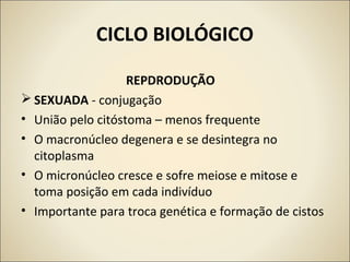 CICLO BIOLÓGICO
REPDRODUÇÃO
 SEXUADA - conjugação
• União pelo citóstoma – menos frequente
• O macronúcleo degenera e se desintegra no
citoplasma
• O micronúcleo cresce e sofre meiose e mitose e
toma posição em cada indivíduo
• Importante para troca genética e formação de cistos
 