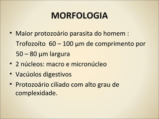 MORFOLOGIA
• Maior protozoário parasita do homem :
Trofozoíto 60 – 100 μm de comprimento por
50 – 80 μm largura
• 2 núcleos: macro e micronúcleo
• Vacúolos digestivos
• Protozoário ciliado com alto grau de
complexidade.
 