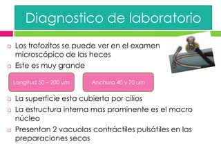 Diagnostico de laboratorio
   Los trofozitos se puede ver en el examen
    microscópico de las heces
   Este es muy grande

    Longitud 50 – 200 um   Anchura 40 y 70 um


   La superficie esta cubierta por cilios
   La estructura interna mas prominente es el macro
    núcleo
   Presentan 2 vacuolas contráctiles pulsátiles en las
    preparaciones secas
 