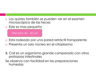    Los quistes también se pueden ver en el examen
    microscópico de las heces
   Este es mas pequeño
     Diámetro 40 – 60 um

   Esta rodeado por una pared retráctil transparente
   Presenta un solo núcleo en el citoplasma

B. Coli es un organismo grande comparado con otros
   protozoos intestinales
Se observa con facilidad en las preparaciones
   humedas
 