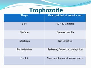 Trophozoite
Shape

Oval, pointed at anterior end

Size

50-130 m long

Surface

Covered in cilia

Infectious

Not infective

Reproduction

By binary fission or conjugation

Nuclei

Macronucleus and micronucleus

 
