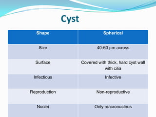 Cyst
Shape

Spherical

Size

40-60 m across

Surface

Covered with thick, hard cyst wall
with cilia

Infectious

Infective

Reproduction

Non-reproductive

Nuclei

Only macronucleus

 
