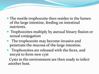  The motile trophozoite then resides in the lumen
of the large intestine, feeding on intestinal
nutrients.
 Trophozoites multiply by asexual binary fission or
sexual conjugation
 The trophozoite may become invasive and
penetrate the mucosa of the large intestine.
 Trophozoites are released with the feces, and
encyst to form new cyst

Cysts in the environment are then ready to infect
another host.

 