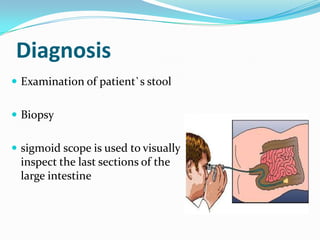 Diagnosis
 Examination of patient`s stool
 Biopsy
 sigmoid scope is used to visually

inspect the last sections of the
large intestine

 