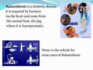 Balantidiosis is a zoonotic disease.
It is acquired by humans
via the fecal-oral route from
the normal host, the pig,
where it is Asymptomatic.

Water is the vehicle for
most cases of Balantidiosis
ofBalantidiosis.

 