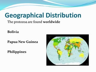 Geographical Distribution
The protozoa are found worldwide
Bolivia

Papua New Guinea
Philippines

 
