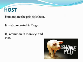 HOST
Humans are the principle host.
It is also reported in Dogs
It is common in monkeys and
pigs.

 