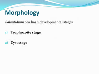 Morphology
Balantidium coli has 2 developmental stages .
1) Trophozoite stage
2) Cyst stage

 
