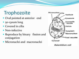 Trophozoite
 Oval pointed at anterior end
 50-130um long
 Covered in cilia
 Non-infective

 Reproduce by binary fission and

conjugation
 Micronuclei and macronuclei

 