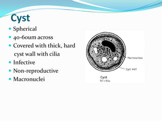 Cyst
 Spherical
 40-60um across
 Covered with thick, hard

cyst wall with cilia
 Infective
 Non-reproductive
 Macronuclei

 