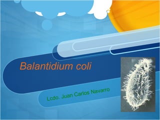 Balantidium coli 
 