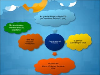 Es grande (longitud de 50-200 
μm y anchura de 40 -70 μm ) 
Característica del 
Trofozoito 
Superficie 
cubiertas por cilios 
micronucleo 
Macro núcleo en forma de 
riñón 
Tiene dos 
vacuolas 
contráctiles 
Boca antigua en 
forma de embudo 
(citostomo) 
 