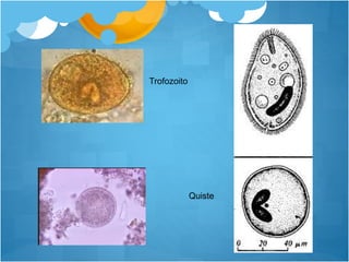 Trofozoito 
Quiste 
 
