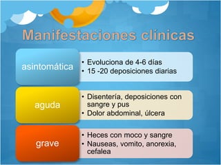• Evoluciona de 4-6 días 
• 15 -20 deposiciones diarias 
asintomática 
• Disentería, deposiciones con 
sangre y pus 
• Dolor abdominal, úlcera 
aguda 
• Heces con moco y sangre 
• Nauseas, vomito, anorexia, 
cefalea 
grave 
 
