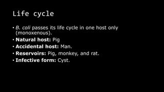Life cycle
• B. coli passes its life cycle in one host only
(monoxenous).
• Natural host: Pig
• Accidental host: Man.
• Reservoirs: Pig, monkey, and rat.
• Infective form: Cyst.
 