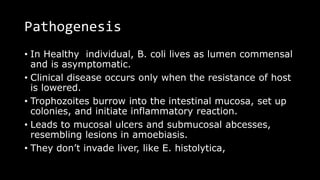 Pathogenesis
• In Healthy individual, B. coli lives as lumen commensal
and is asymptomatic.
• Clinical disease occurs only when the resistance of host
is lowered.
• Trophozoites burrow into the intestinal mucosa, set up
colonies, and initiate inflammatory reaction.
• Leads to mucosal ulcers and submucosal abcesses,
resembling lesions in amoebiasis.
• They don’t invade liver, like E. histolytica,
 