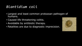Blantidium coli
• Largest and least common protozoan pathogen of
humans.
• Caused life threatening colitis.
• Avoidable by antibiotic therapy.
• Fatalities are due to diagnostic imprecision.
 