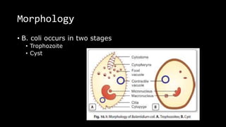 Morphology
• B. coli occurs in two stages
• Trophozoite
• Cyst
 