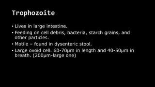 Trophozoite
• Lives in large intestine.
• Feeding on cell debris, bacteria, starch grains, and
other particles.
• Motile – found in dysenteric stool.
• Large ovoid cell. 60-70µm in length and 40-50µm in
breath. (200µm-large one)
 