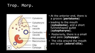 Trop. Morp.
• At the anterior end, there is
a groove (peristome)
• leading to the mouth
(cytostome), and a short
funnelshaped gullet
(cytopharynx).
• Posteriorly, there is a small
anal pore (cytopyge).
• The cilia around the mouth
are larger (adoral cilia).
 