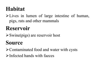 Habitat
Lives in lumen of large intestine of human,
pigs, rats and other mammals
Reservoir
Swine(pigs) are reservoir host
Source
Contaminated food and water with cysts
Infected hands with faeces
 