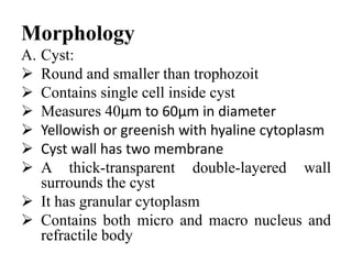 Morphology
A. Cyst:
 Round and smaller than trophozoit
 Contains single cell inside cyst
 Measures 40µm to 60µm in diameter
 Yellowish or greenish with hyaline cytoplasm
 Cyst wall has two membrane
 A thick-transparent double-layered wall
surrounds the cyst
 It has granular cytoplasm
 Contains both micro and macro nucleus and
refractile body
 