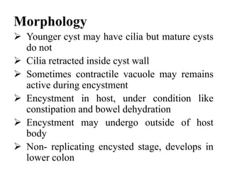 Morphology
 Younger cyst may have cilia but mature cysts
do not
 Cilia retracted inside cyst wall
 Sometimes contractile vacuole may remains
active during encystment
 Encystment in host, under condition like
constipation and bowel dehydration
 Encystment may undergo outside of host
body
 Non- replicating encysted stage, develops in
lower colon
 