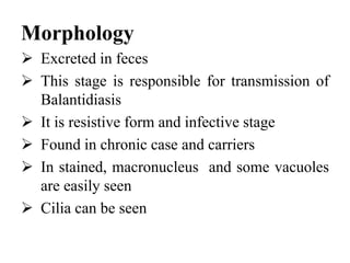 Morphology
 Excreted in feces
 This stage is responsible for transmission of
Balantidiasis
 It is resistive form and infective stage
 Found in chronic case and carriers
 In stained, macronucleus and some vacuoles
are easily seen
 Cilia can be seen
 