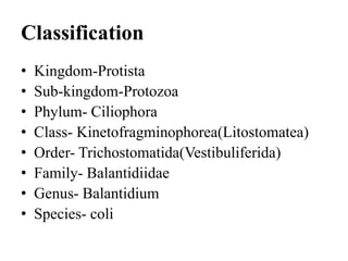 Classification
• Kingdom-Protista
• Sub-kingdom-Protozoa
• Phylum- Ciliophora
• Class- Kinetofragminophorea(Litostomatea)
• Order- Trichostomatida(Vestibuliferida)
• Family- Balantidiidae
• Genus- Balantidium
• Species- coli
 