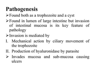 Pathogenesis
Found both as a trophozoite and a cyst
Found in lumen of large intestine but invasion
of intestinal mucosa is its key feature of
pathology
Invasion is mediated by
I. Mechanical action by ciliary movement of
the trophozoite
II. Production of hyaluronidase by parasite
 Invades mucosa and sub-mucosa causing
ulcers
 