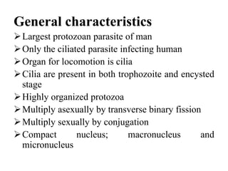 General characteristics
Largest protozoan parasite of man
Only the ciliated parasite infecting human
Organ for locomotion is cilia
Cilia are present in both trophozoite and encysted
stage
Highly organized protozoa
Multiply asexually by transverse binary fission
Multiply sexually by conjugation
Compact nucleus; macronucleus and
micronucleus
 