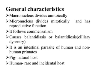 General characteristics
Macronucleus divides amitoically
Micronucleus divides mitotically and has
reproductive function
It follows commensalism
Causes balantidiasis or balantidiosis(cilliary
dysentry)
It is an intestinal parasite of human and non-
human primates
Pig- natural host
Human- rare and incidental host
 