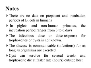 Notes
There are no data on prepatent and incubation
periods of B. coli in humans
 In piglets and non-human primates, the
incubation period ranges from 3 to 6 days
The infectious dose or dose-response for
trophozoites or cysts is not known.
The disease is communicable (infectious) for as
long as organisms are excreted
Cyst can survive for several weeks and
trophozoite die at faster rate (hours) outside host
 