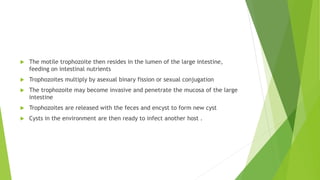  The motile trophozoite then resides in the lumen of the large intestine,
feeding on intestinal nutrients
 Trophozoites multiply by asexual binary fission or sexual conjugation
 The trophozoite may become invasive and penetrate the mucosa of the large
intestine
 Trophozoites are released with the feces and encyst to form new cyst
 Cysts in the environment are then ready to infect another host .
 