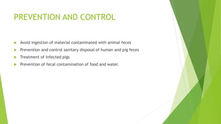 PREVENTION AND CONTROL
 Avoid ingestion of material contaminated with animal feces
 Prevention and control sanitary disposal of human and pig feces
 Treatment of infected pigs
 Prevention of fecal contamination of food and water.
 