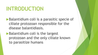 INTRODUCTION
Balantidium coli is a parasitic specie of
ciliate protozoan responsible for the
disease balantidiasis.
Balantidium coli is the largest
protozoan and the only ciliate known
to parasitize humans
 