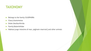 TAXONOMY
 Belongs to the family CILIOPHORA
 Class;Litostometea
 Order;Vestibuliferida
 Family;Balantidiidae
 Habitat;Large intestine of man, pig[main reservoir] and other animals
 