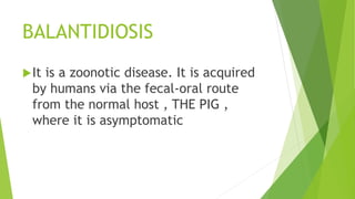 BALANTIDIOSIS
It is a zoonotic disease. It is acquired
by humans via the fecal-oral route
from the normal host , THE PIG ,
where it is asymptomatic
 