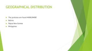 GEOGRAPHICAL DISTRIBUTION
 The protozoa are found WORLDWIDE
 Bolivia
 Papua New Guinea
 Philippines
 