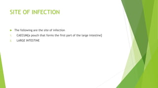 SITE OF INFECTION
 The following are the site of infection
1. CAECUM[a pouch that forms the first part of the large intestine]
2. LARGE INTESTINE
 
